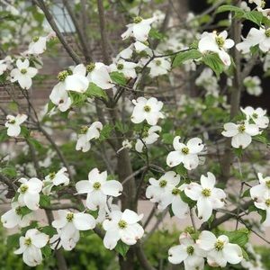 Meet your Posher, Rose